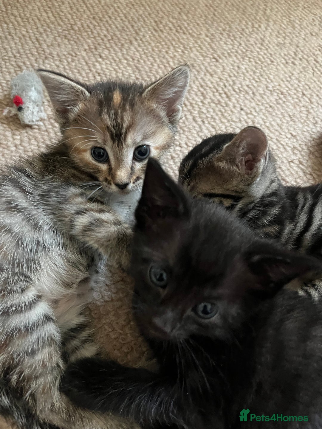 Mixed Breed cats for sale: Beautiful kittens ready for loving new homes.  - Image 7