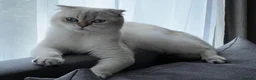 Scottish Fold cats for sale: Scottish fold in Bedford - Advert 3