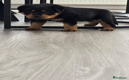 Rottweiler dogs for sale: True Quality Rottweiler Female Puppy  - Image 5