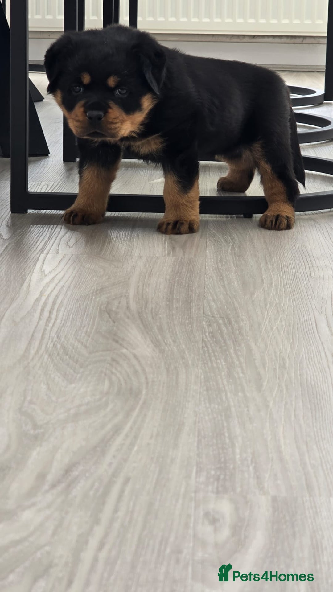 Rottweiler dogs for sale: True Quality Rottweiler Female Puppy  - Image 5