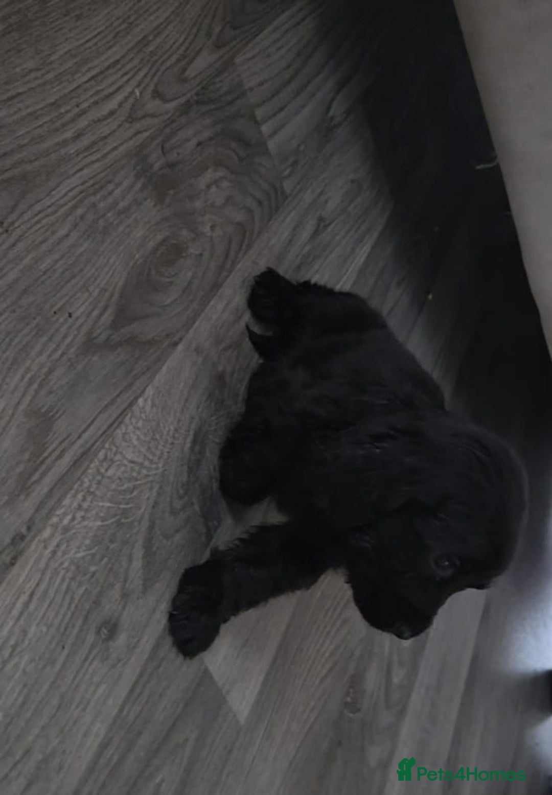 Cocker Spaniel dogs for sale: Two beautiful cocker spaniel puppies  - Advert 8