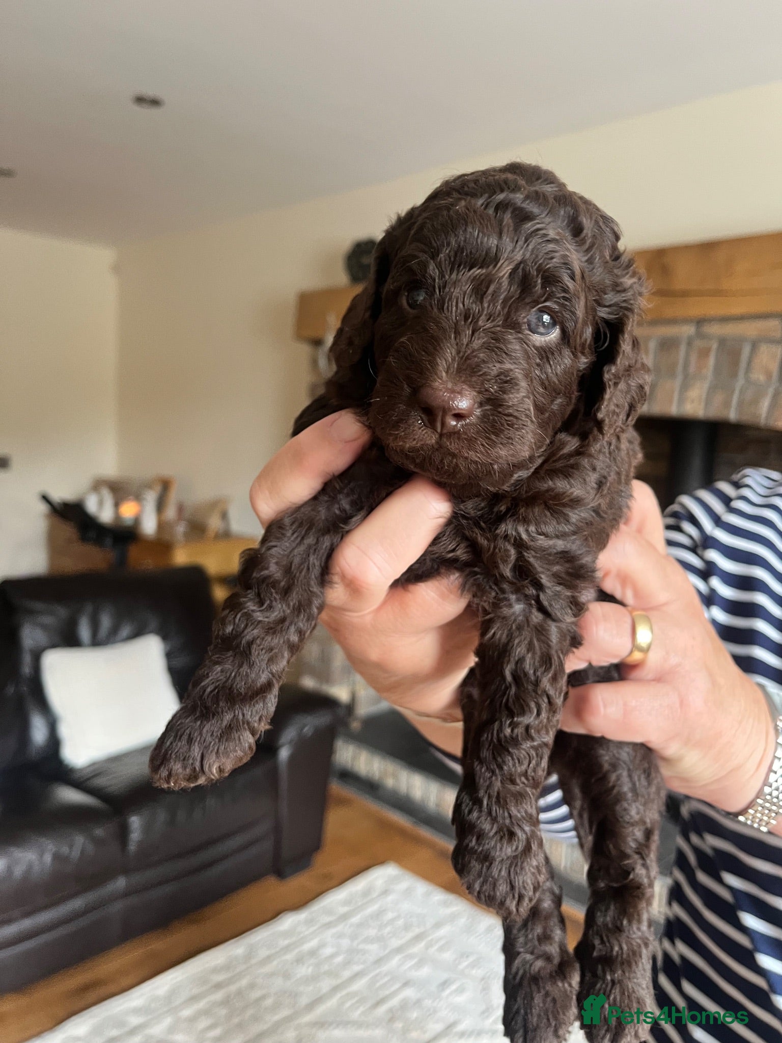 Labradoodle dogs Miniature F1B Labradoodle Puppies - Advert 1