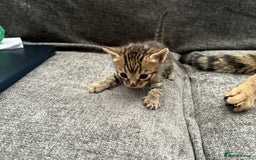Bengal cats for sale: Russian Blue Bengal Kittens - Image 25