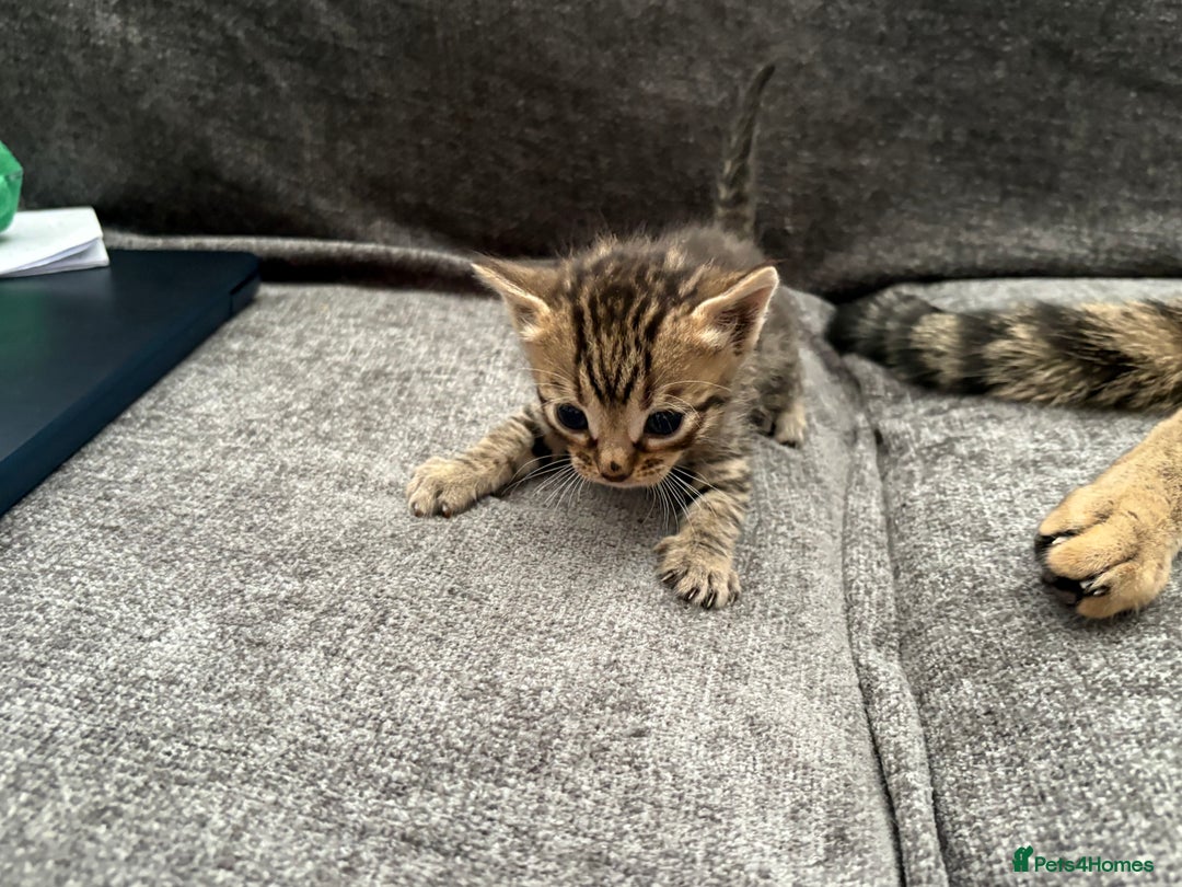 Bengal cats for sale: Russian Blue Bengal Kittens - Image 25