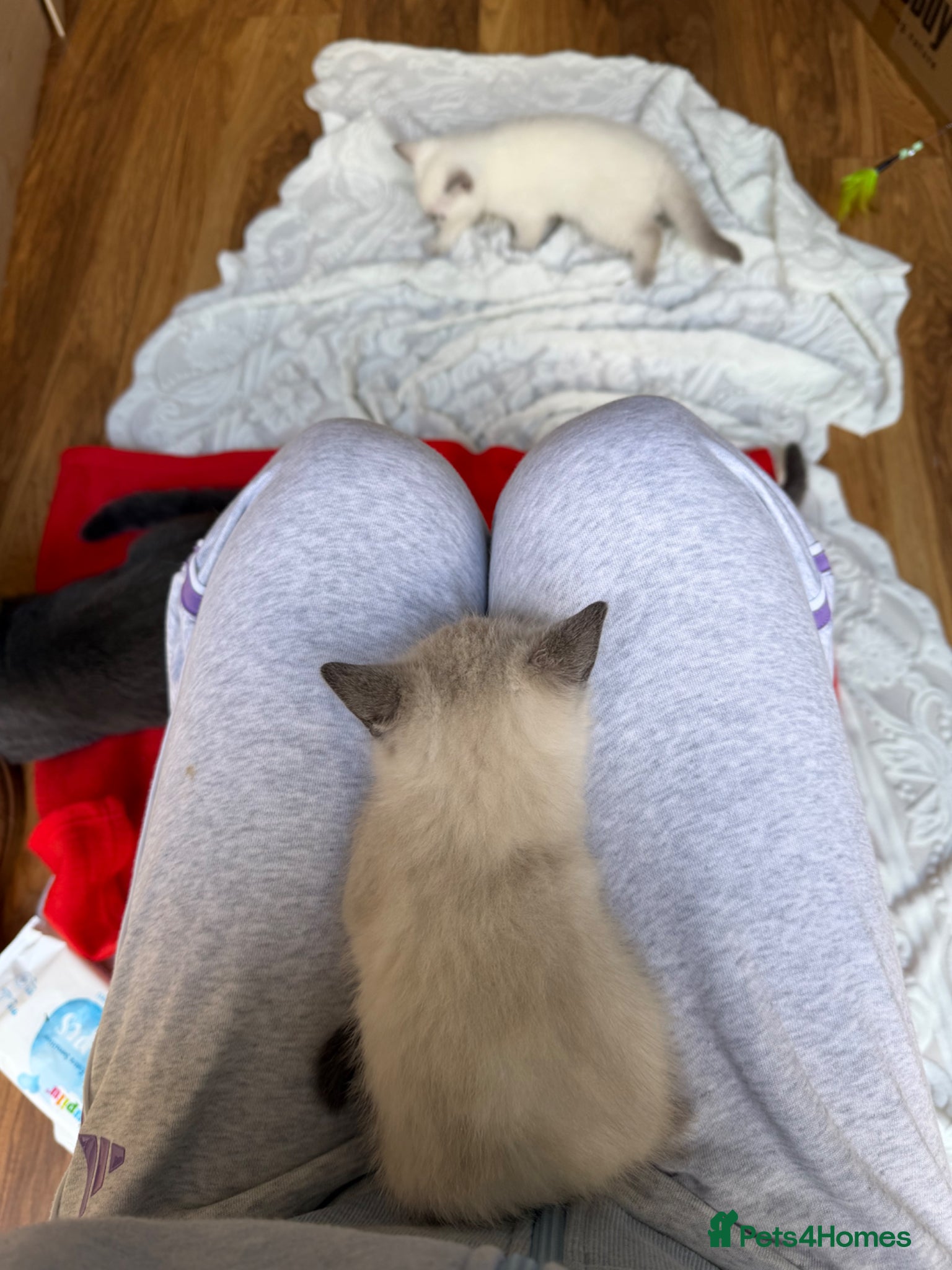 British Shorthair cats Britishshort hair Pedigree Kittens | DNA Clear  - Advert 8