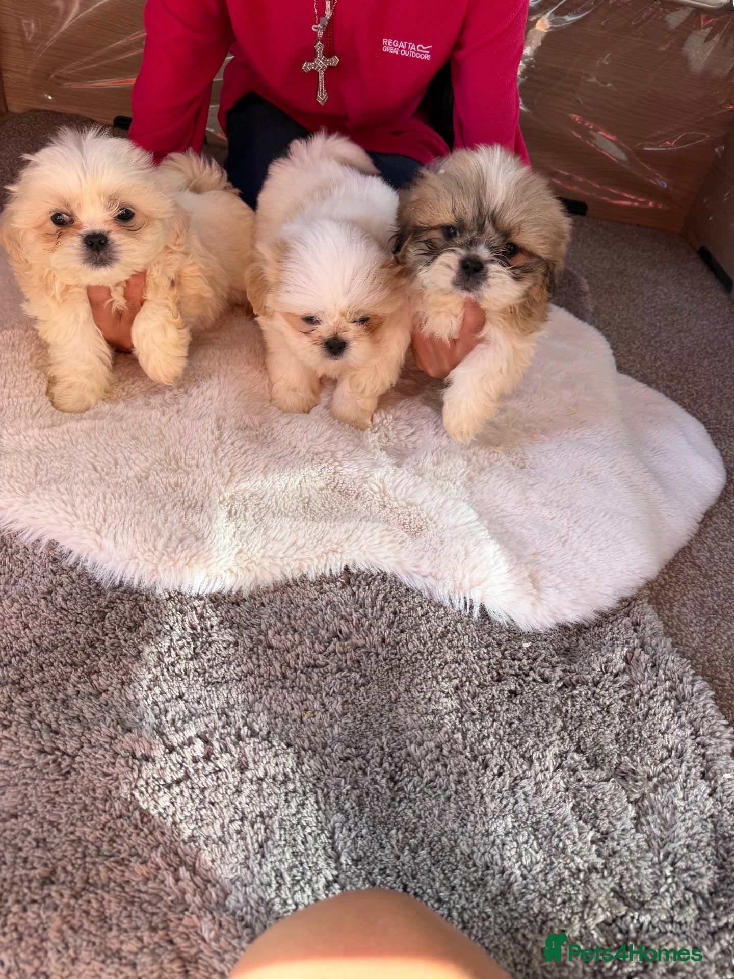 Shih Tzu dogs for sale: Shih Tzu pups - Advert 2