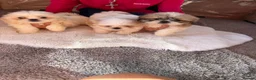 Shih Tzu dogs for sale: Shih Tzu pups - Advert 2