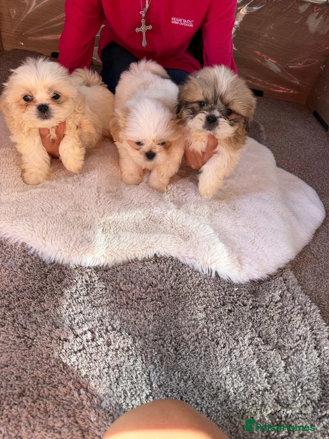 Shih Tzu dogs for sale: Shih Tzu pups - Advert 2