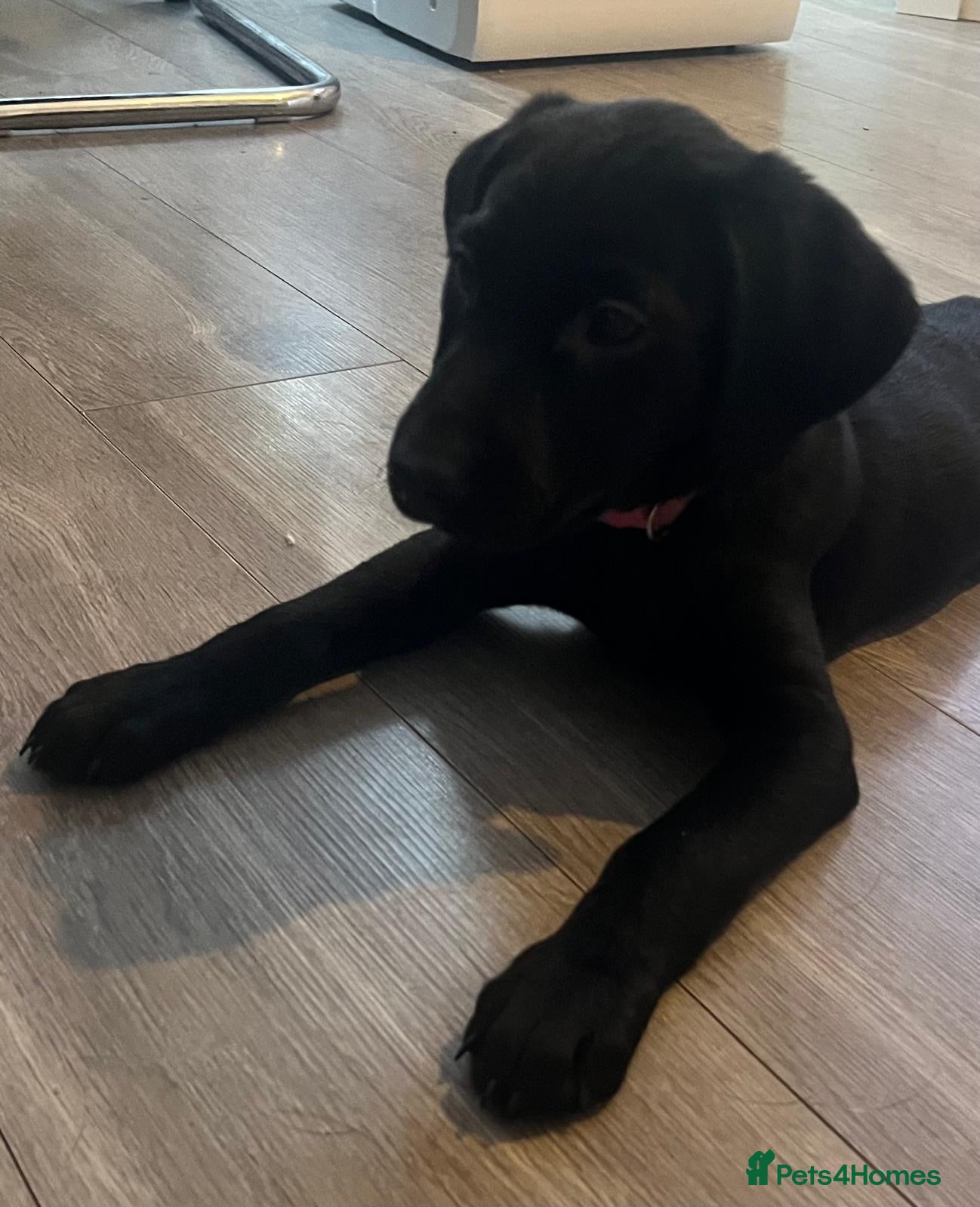 Labrador Retriever dogs 1 Girl! Beautiful KC Labrador Puppies - Advert 2