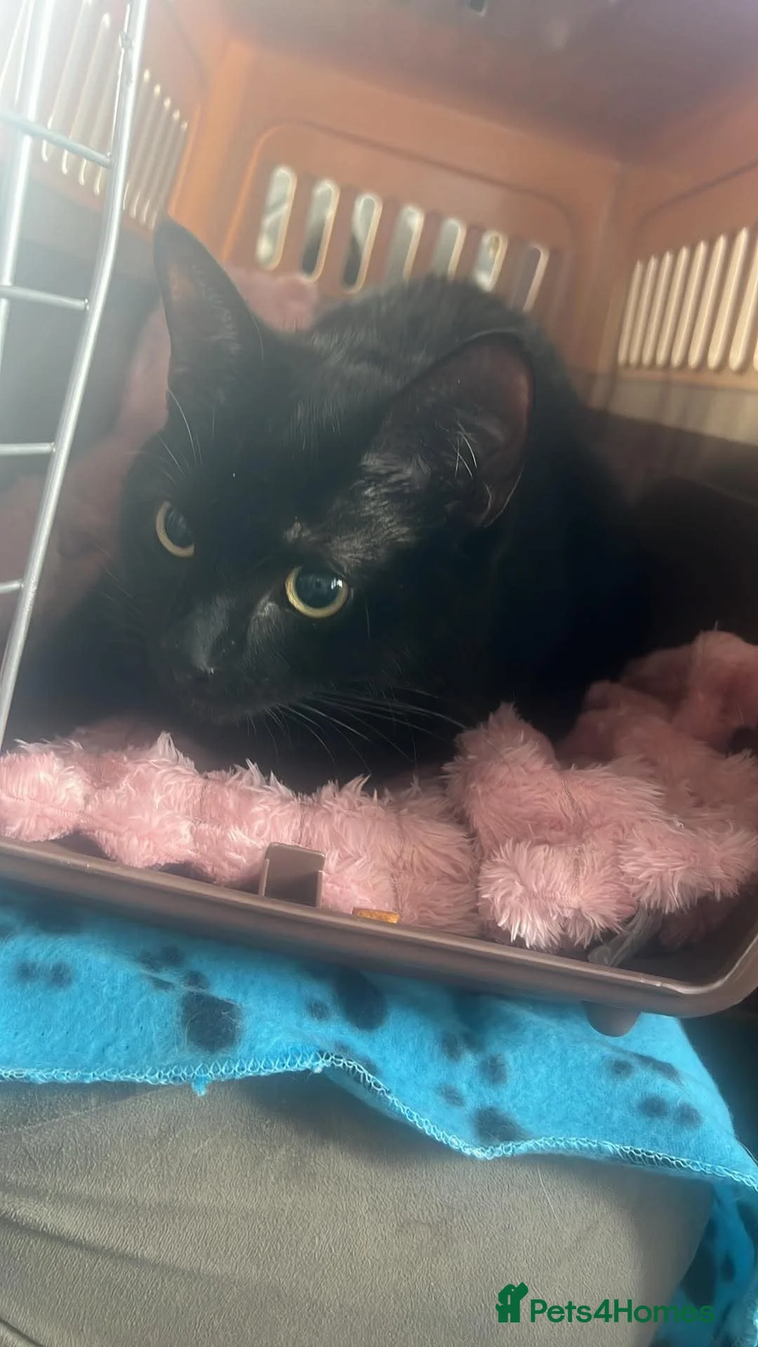 British Shorthair cats for sale: New home needed asap  in Rotherham - Advert 3
