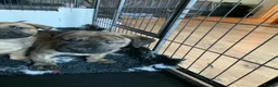 Presa Canario dogs for sale: Presser canario puppies - Advert 16