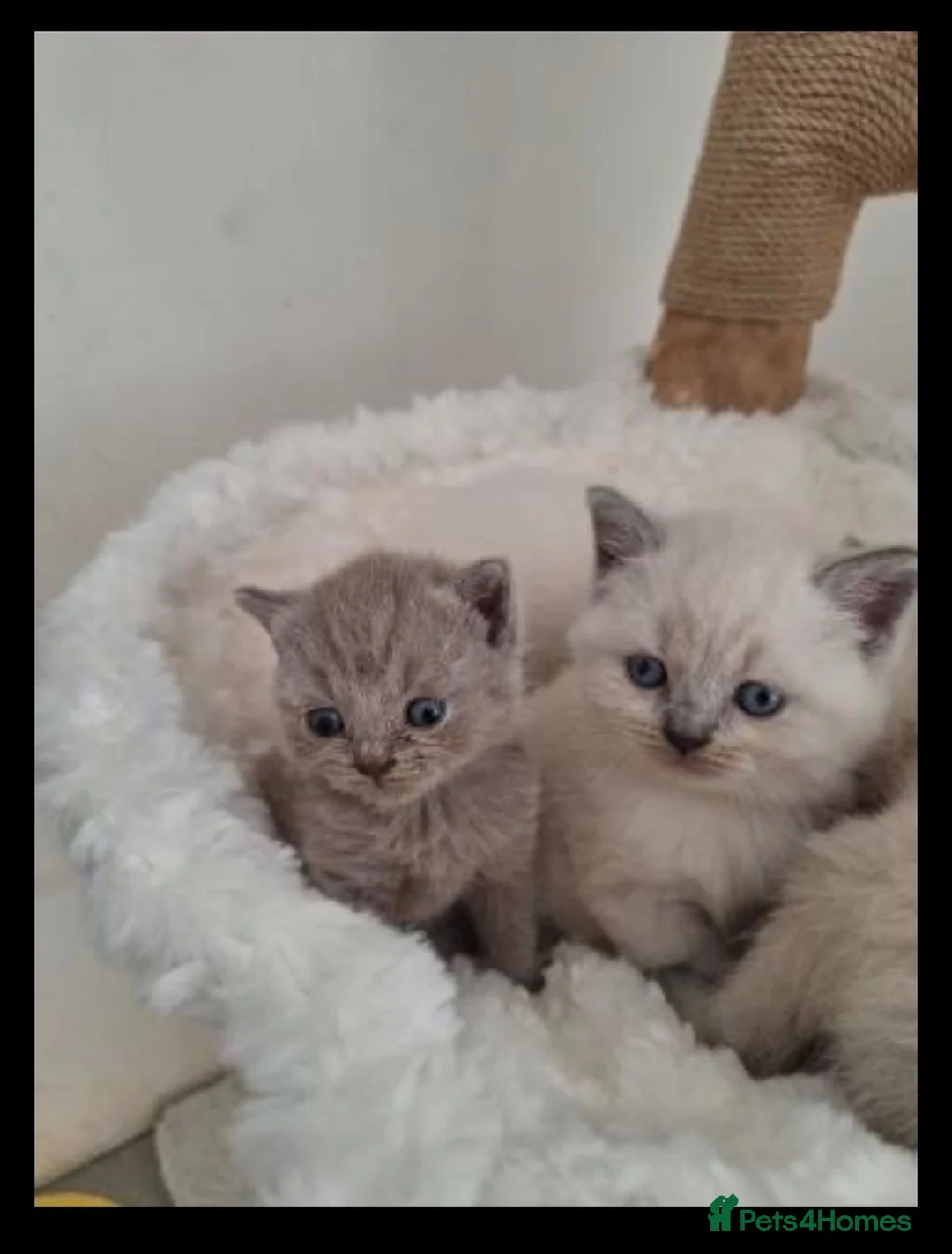 British Shorthair cats for sale: Adorable BSH kittens in London - Advert 2