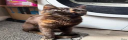 Mixed Breed cats for sale: Four Gorgeous Kittens Looking for Forever Homes! - Advert 5