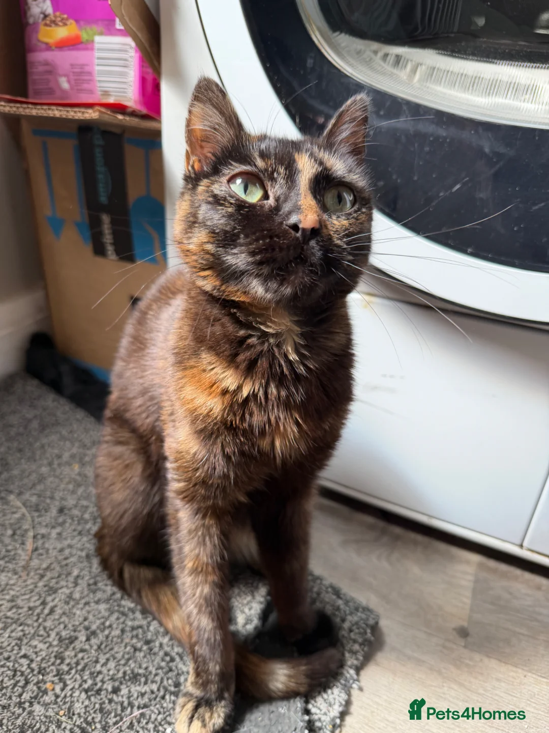 Mixed Breed cats for sale: Four Gorgeous Kittens Looking for Forever Homes! - Advert 5