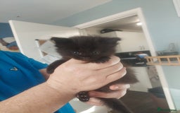 Maine Coon cats for sale: 5 Maincoon cross domestic kittens - Image 3