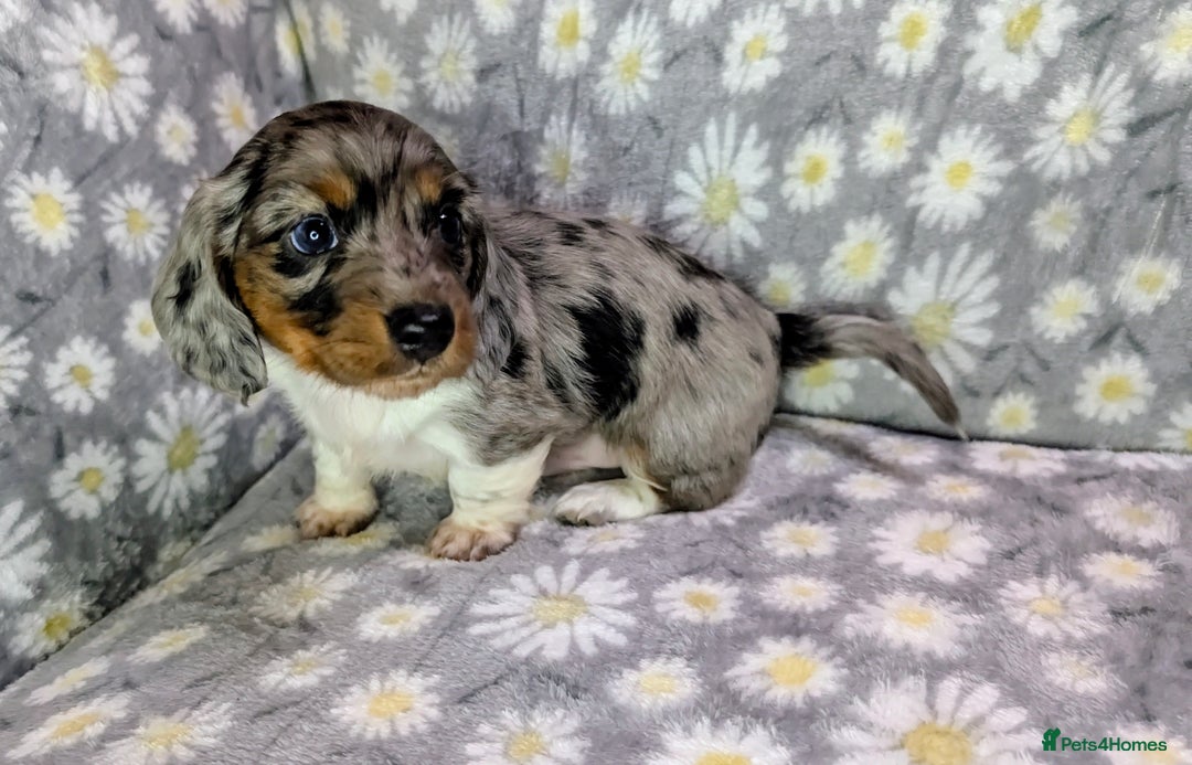 Miniature Dachshund dogs for sale: Mini Dachshund Puppies, Gorgeous Colours & Coats - Image 11