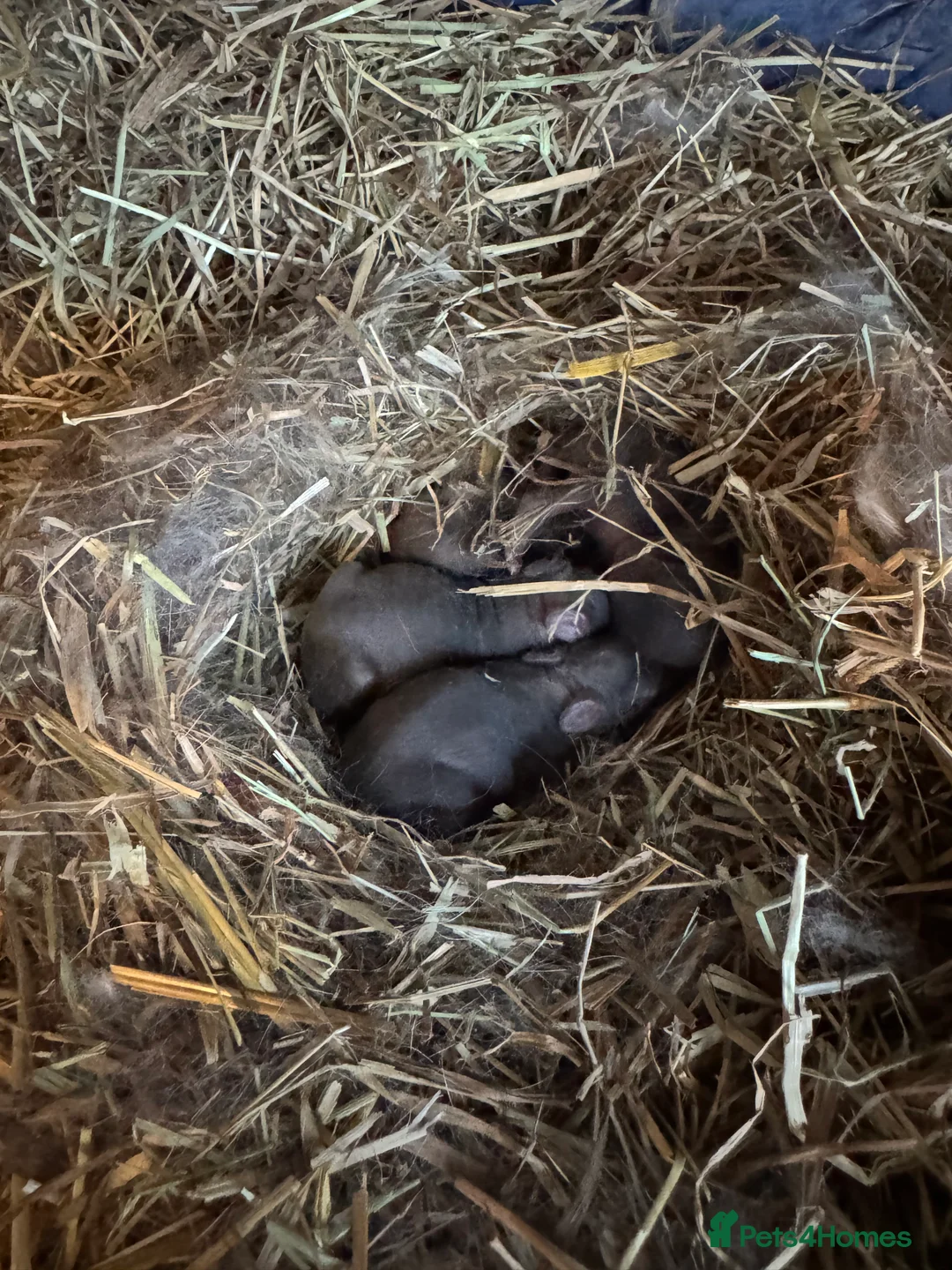 Netherland Dwarf rabbits for sale: **Stunning** Blue-Otter Netherland Dwarf Bunnies  - Advert 9