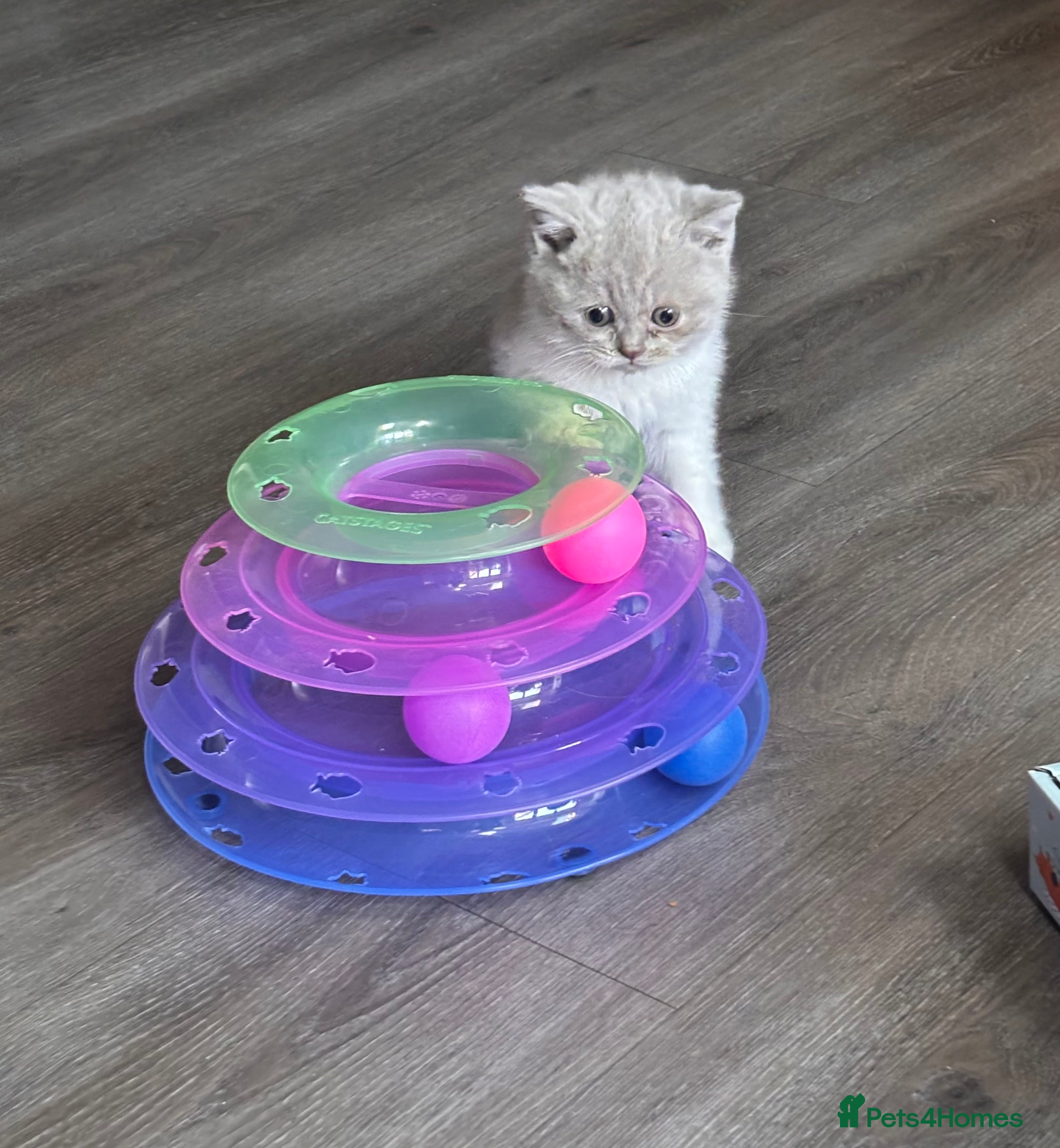 British Shorthair cats Only 1 remaining kitten lilac & white Male - Advert 17