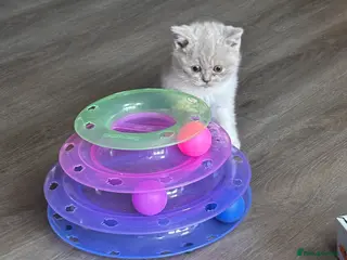 British Shorthair cats Only 1 remaining kitten lilac & white Male - Advert 17