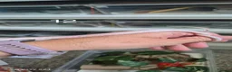 Corn Snake reptiles for sale: Baby corn snakes for sale  - Advert 14