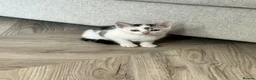 Mixed Breed cats for sale: One female ready for her new home  - Advert 6