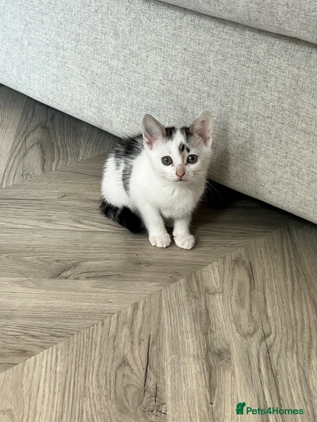 Mixed Breed cats for sale: One female ready for her new home  - Advert 6