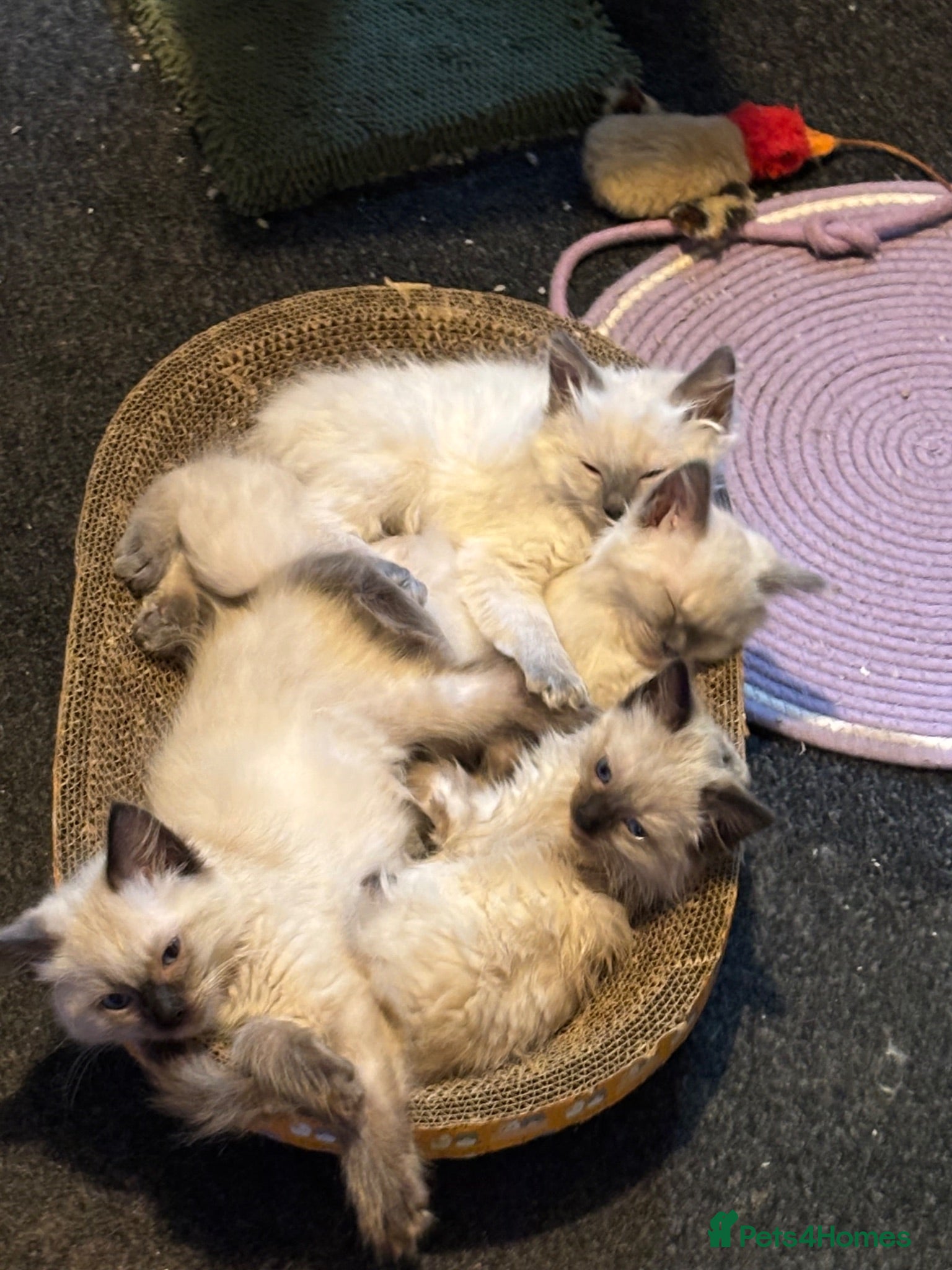 Ragdoll cats Ragdoll bluepoint/sealpoint - Advert 1