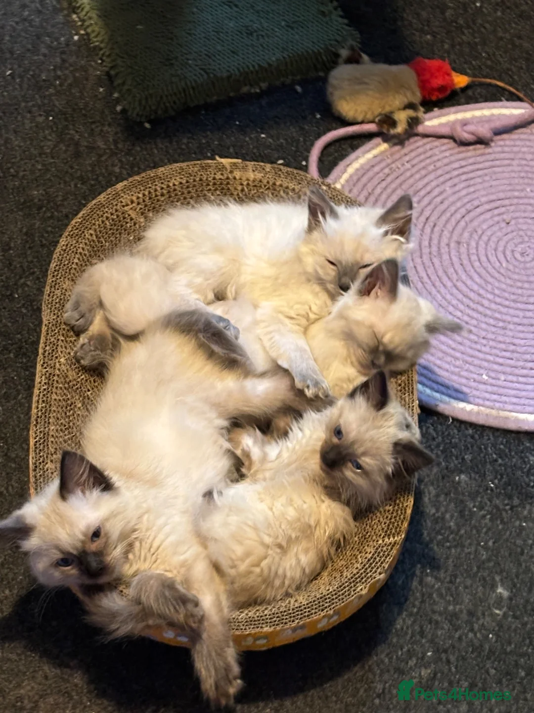 Ragdoll cats for sale: Ragdoll bluepoint/sealpoint - Advert 1
