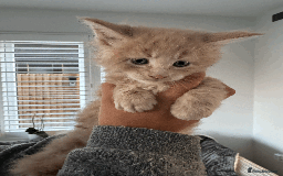 Maine Coon cats for sale: Maine coon kittens -2 boys and 1 girls left - Image 13