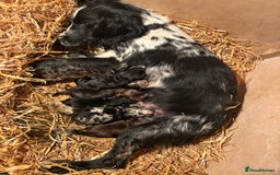 Cocker Spaniel dogs for sale: Cocker Spaniel Pups Seeking Forever Homes!💖 - Image 7