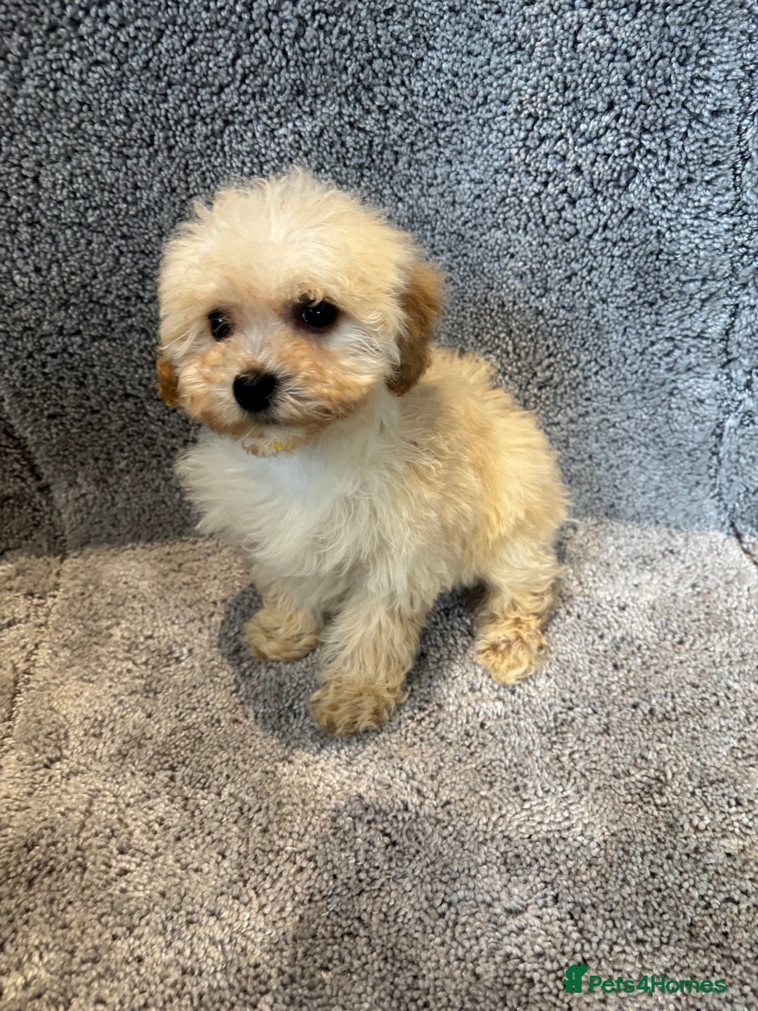 Poochon dogs for sale: Beautiful f1 poochon puppys READY NOW!!! - Advert 8