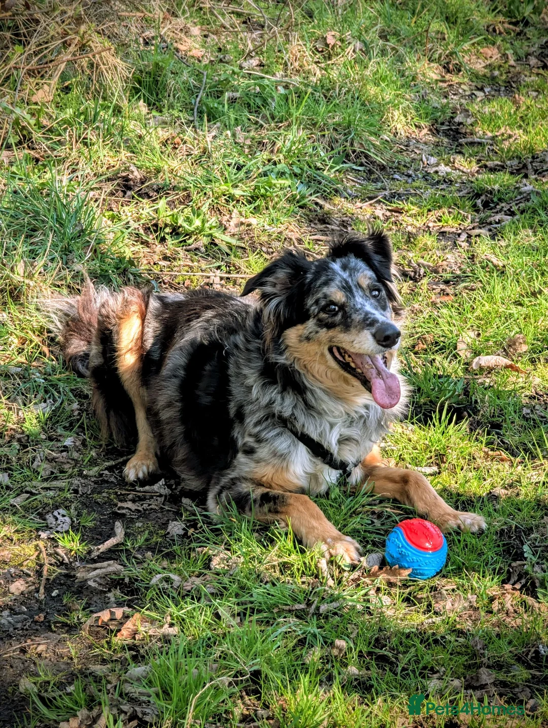Border Collie dogs for sale: Kasper - Border Collie - Merle  - Advert 1