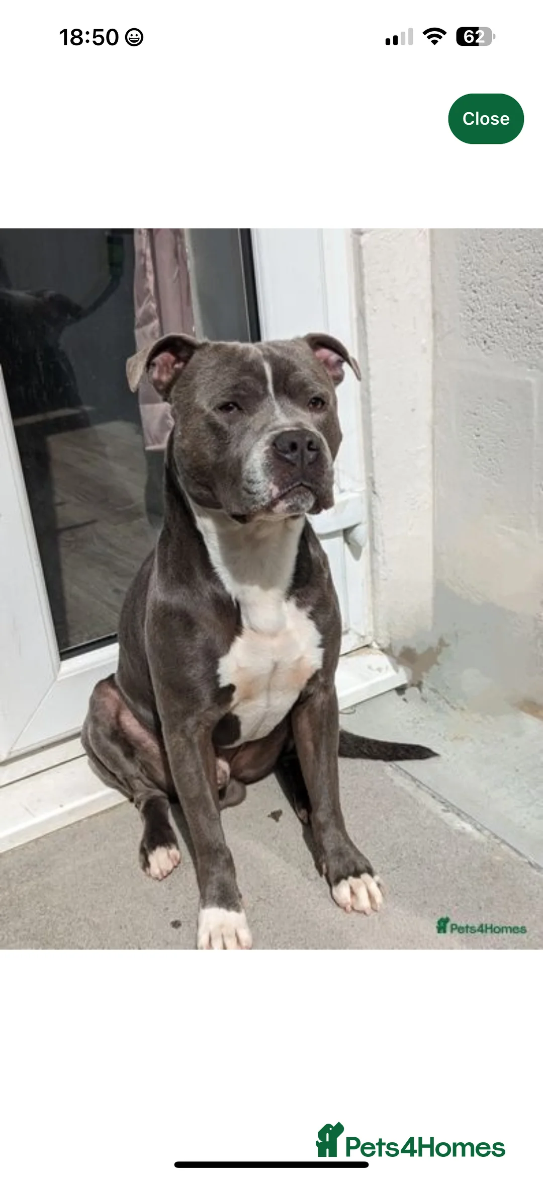 Staffordshire Bull Terrier dogs for sale: Staffy puppy for sale - Advert 18