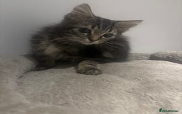 British Shorthair cats for sale: Charming British Shorthair-Siberian Mix kitten - Image 1