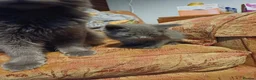 Mixed Breed cats for sale: Lovely little kittens - Advert 3