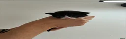 Mixed Breed cats for sale: 3 male kittens  - Advert 4