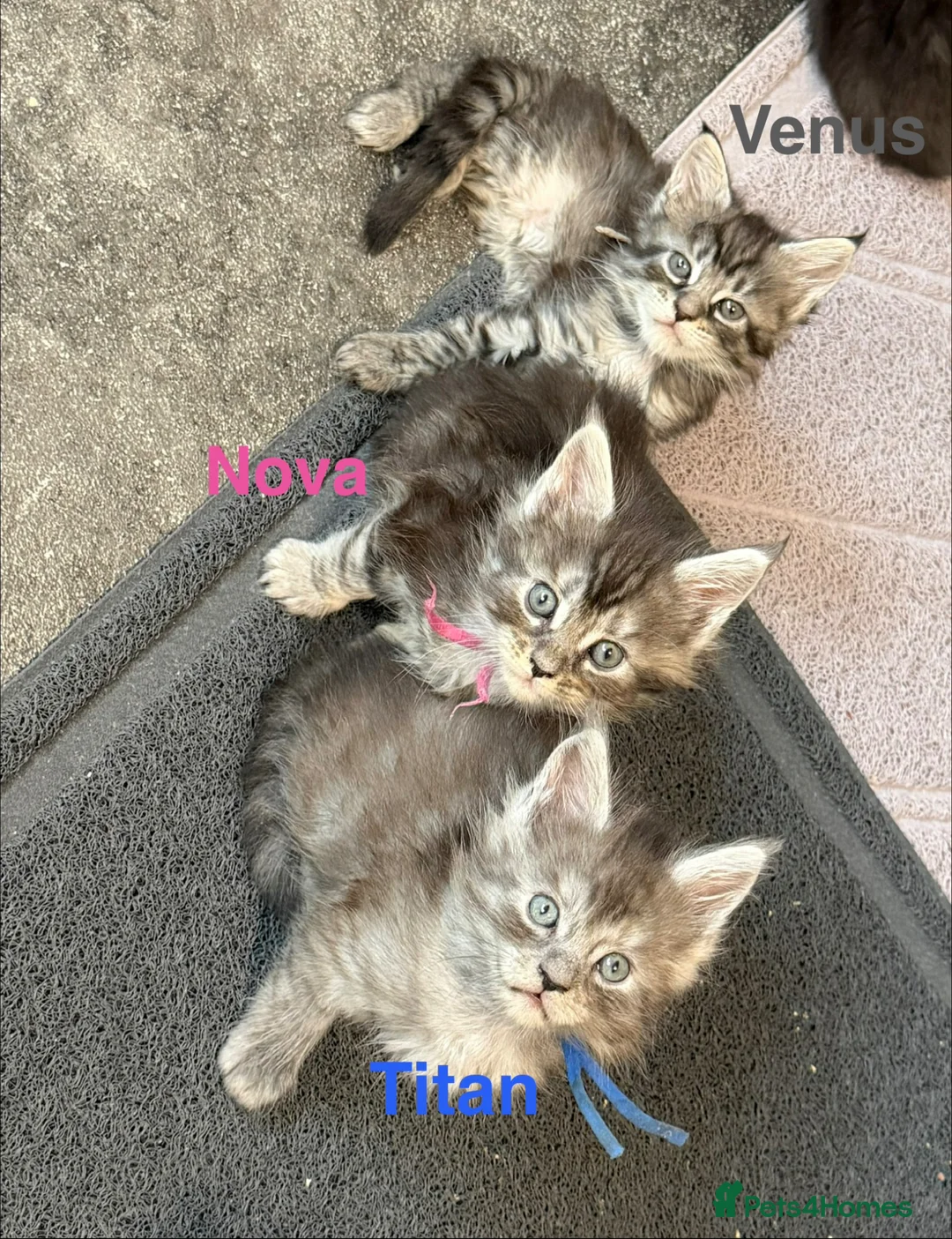 Maine Coon cats for sale: TICA Registered Maine Coon Kittens  - Advert 2