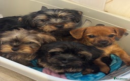 Yorkshire Terrier dogs for sale: Puppies for sale  - Image 21