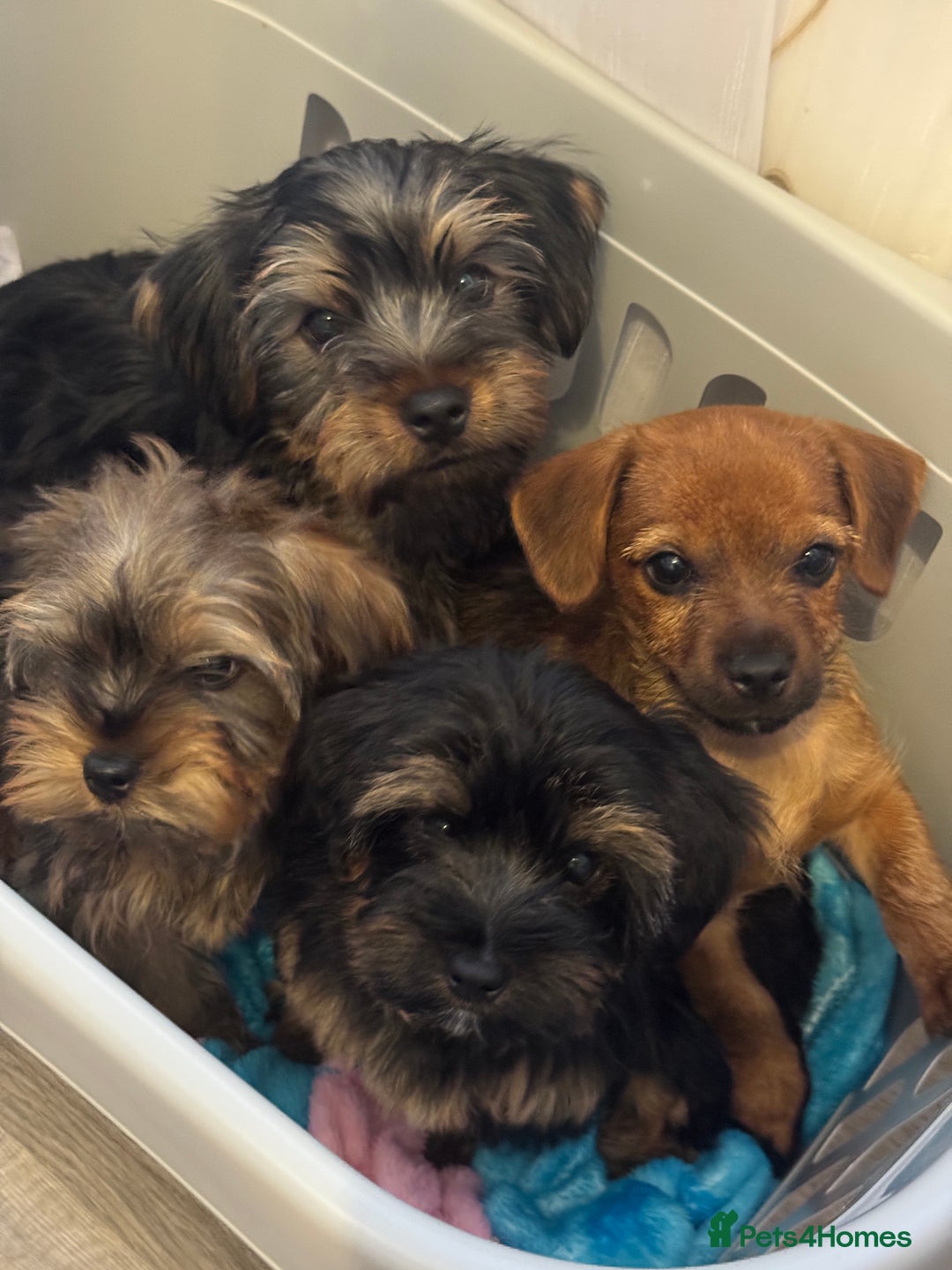 Yorkshire Terrier dogs for sale: Puppies for sale  - Image 21