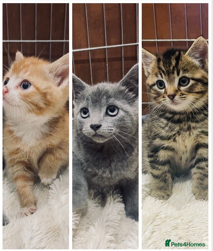 Mixed Breed cats 🐱 CUTEST KITTENS 🐱  - Advert 3