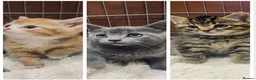 Mixed Breed cats for sale: 🐱 CUTEST KITTENS 🐱  - Advert 1