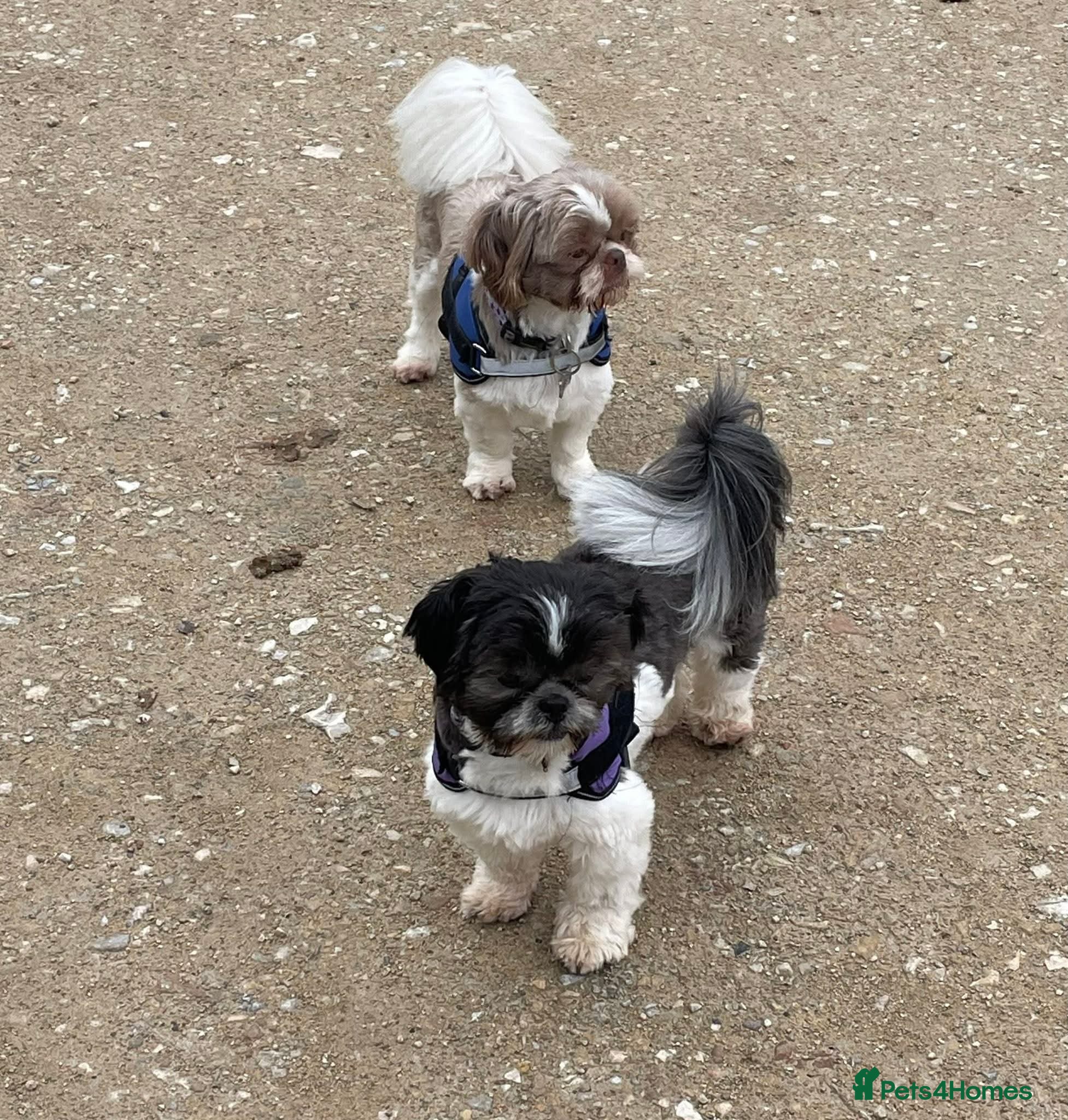 Shih Tzu dogs Shih tzu brothers - Advert 1