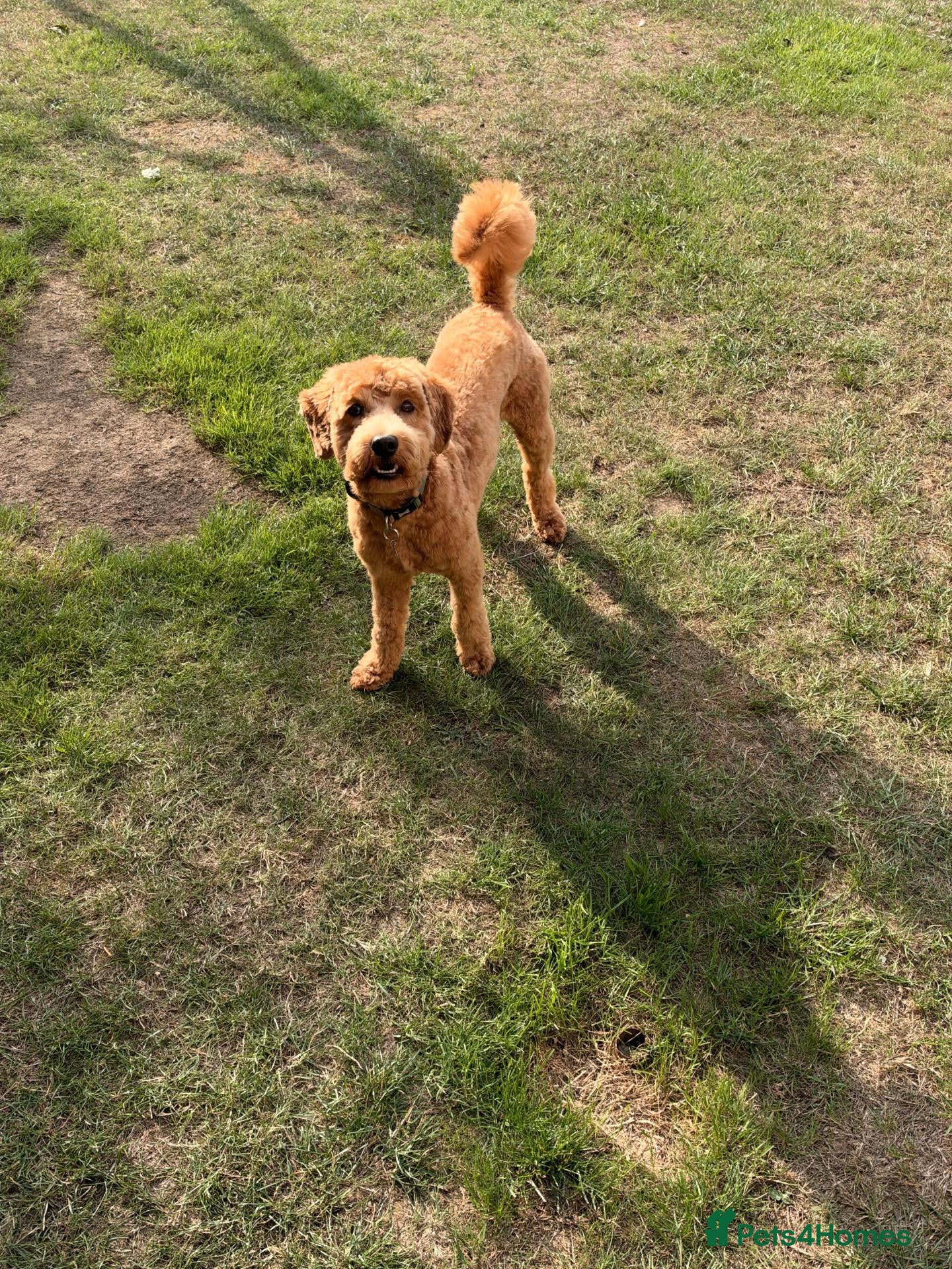 Cockapoo dogs Cockapoo for sale - Advert 1