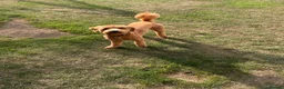 Cockapoo dogs for sale: Cockapoo for sale in Colchester - Advert 1