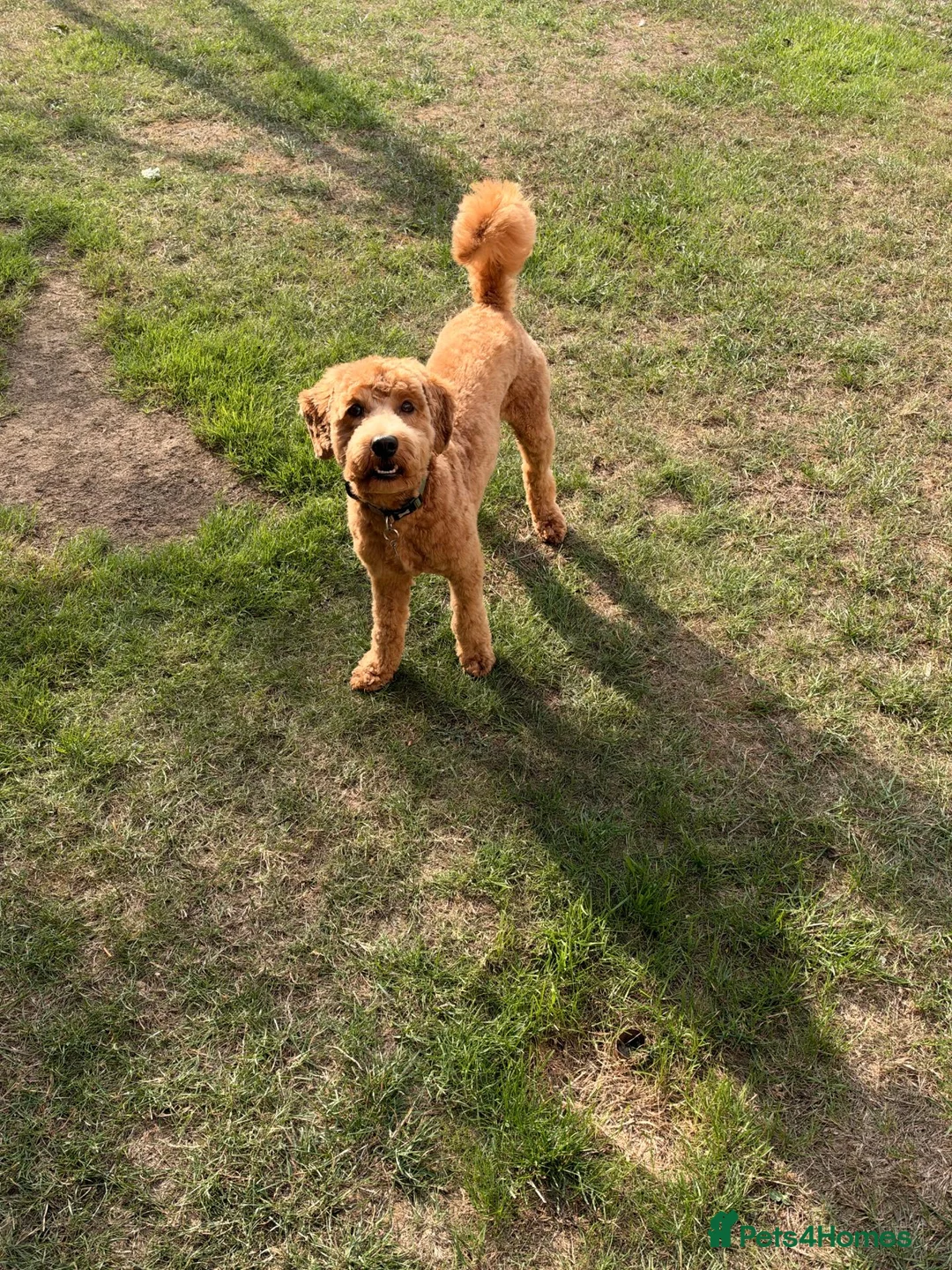 Cockapoo dogs for sale: Cockapoo for sale in Colchester - Advert 1