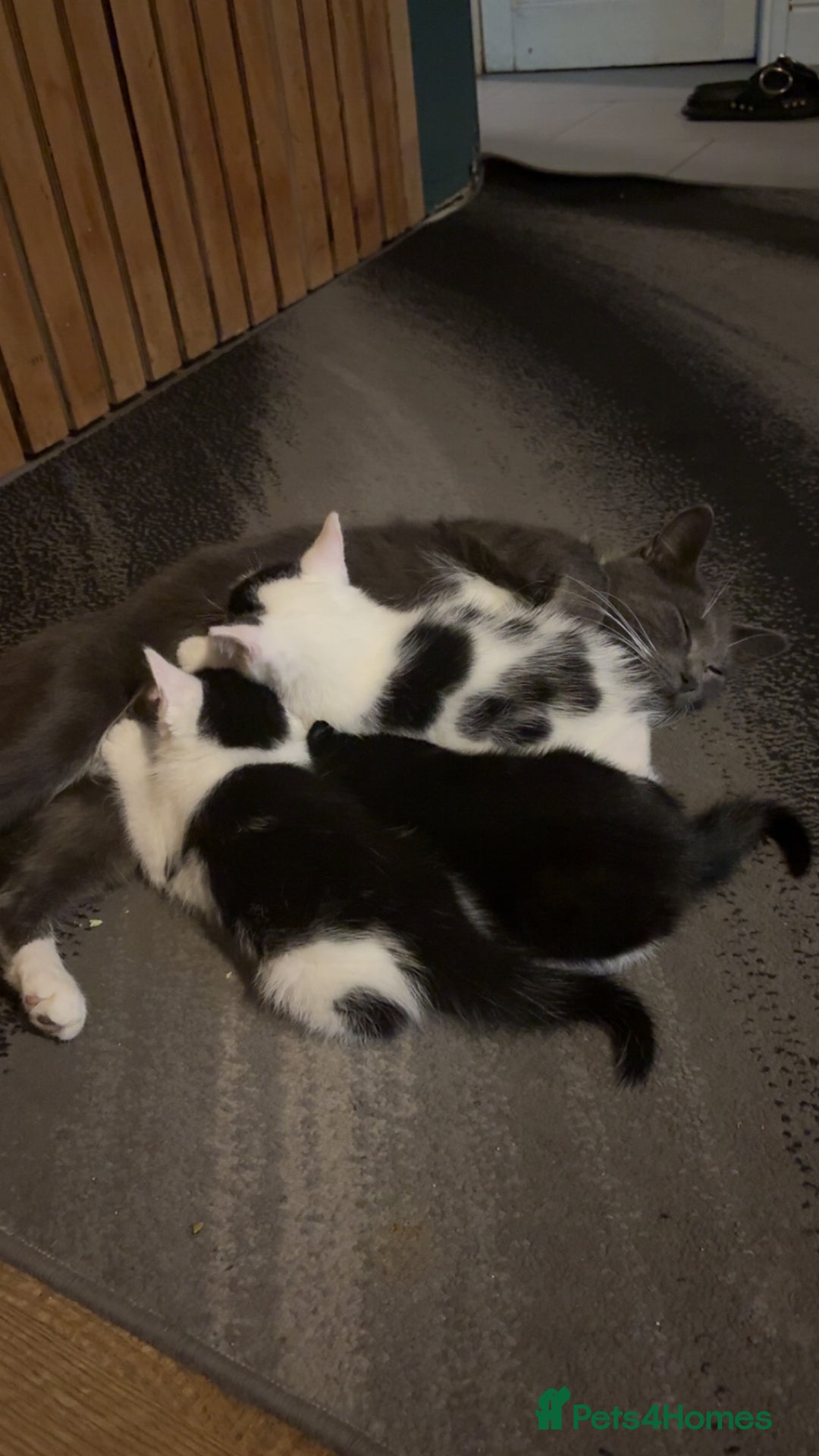Mixed Breed cats for sale: Two kittens available for new homes  - Image 11