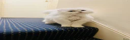 Scottish Fold cats for sale: Stunning Scottish Fold Girl - Advert 2