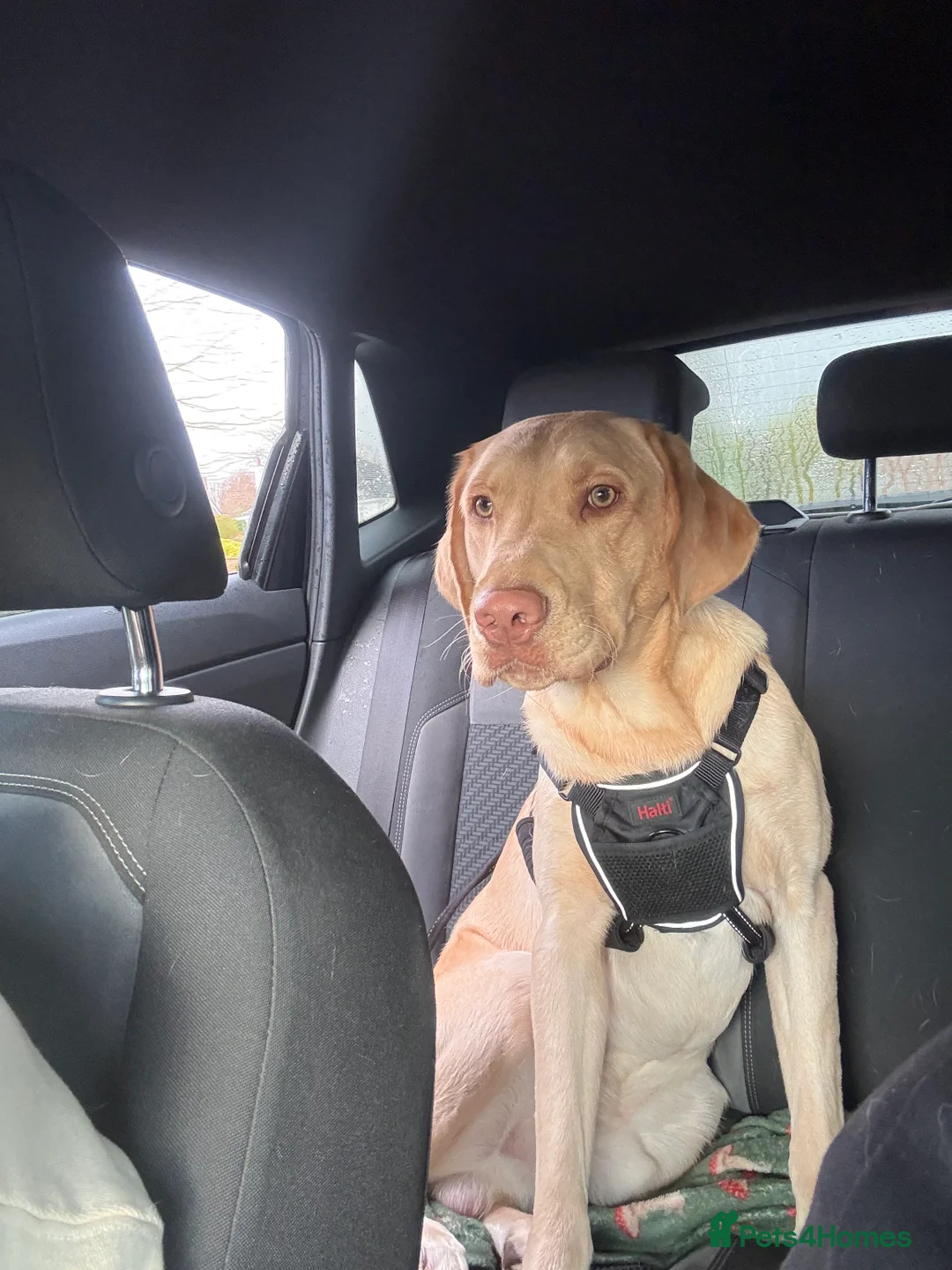 Labrador Retriever dogs for sale: Golden Labrador  - Advert 1