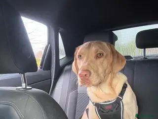 Labrador Retriever dogs Golden Labrador in Durham - Advert 2