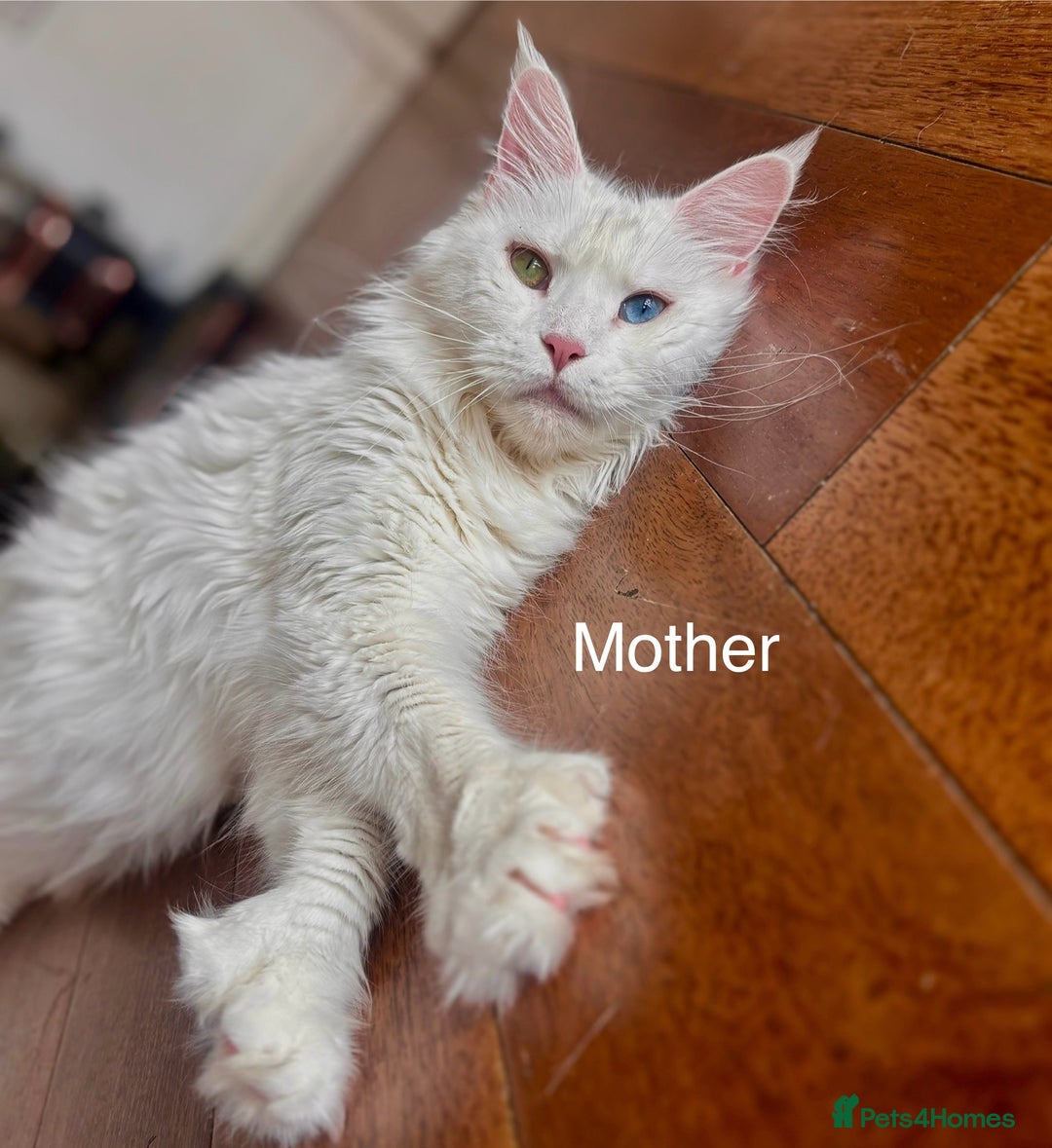 Maine Coon cats for sale: Rare 7-toed, Champion, Russian Maine coon kittens - Image 4